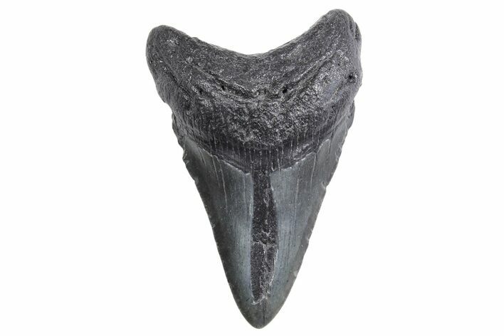 Fossil Megalodon Tooth - South Carolina #358991